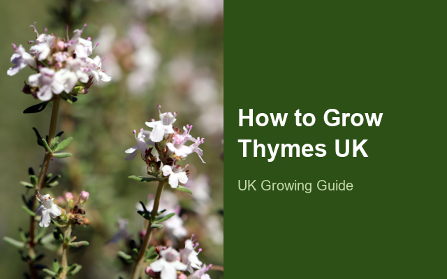How to Grow Thymes UK | Regional Planting Calendar guide thumbnail