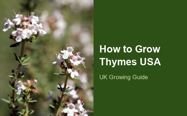 How to Grow Thymes USA | Planting & Establishment guide thumbnail
