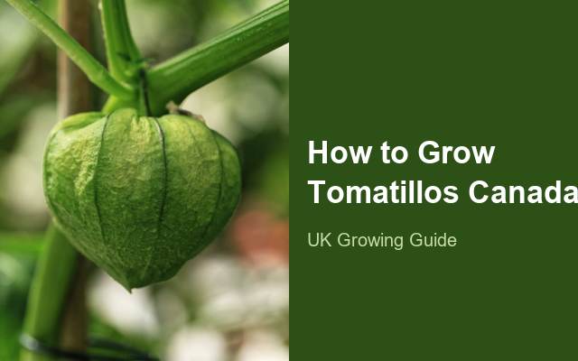 How to Grow Tomatillos Canada | Complete Growing Guide guide thumbnail