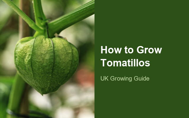 How to Grow Tomatillos | Complete Growing Guide guide thumbnail