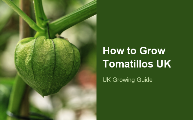 How to Grow Tomatillos UK | Regional Planting Calendar guide thumbnail