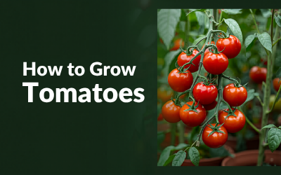 Tomatoes guide thumbnail