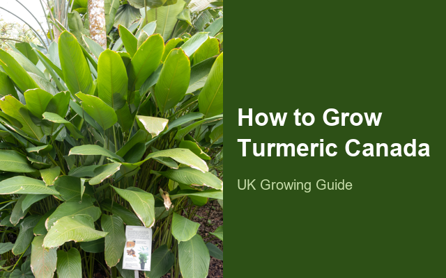 How to Grow Turmerics Canada | Care, Pests & Disease Control guide thumbnail