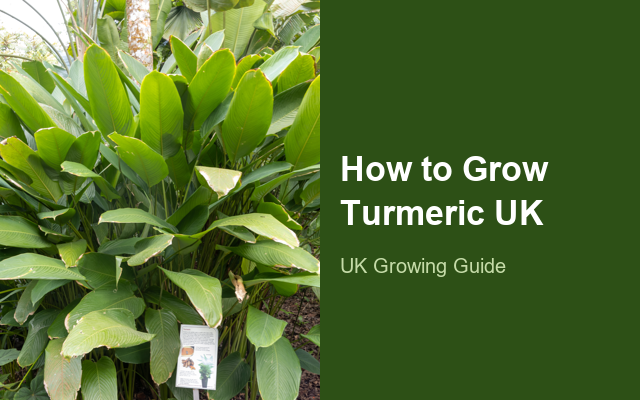 How to Grow Turmerics UK | Regional Planting Calendar guide thumbnail