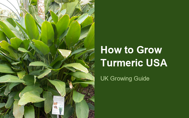 How to Grow Turmerics USA | Care, Pests & Disease Control guide thumbnail