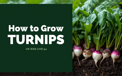 Turnips guide thumbnail