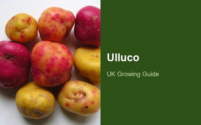 How to Grow Ullucos | Care, Pests & Disease Control guide thumbnail