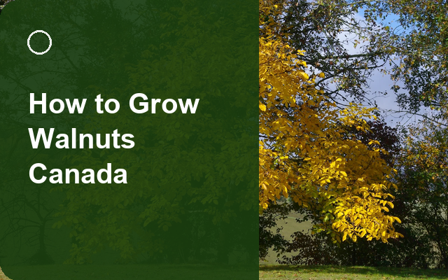 How to Grow Walnuts Canada | Care, Pests & Disease Control guide thumbnail