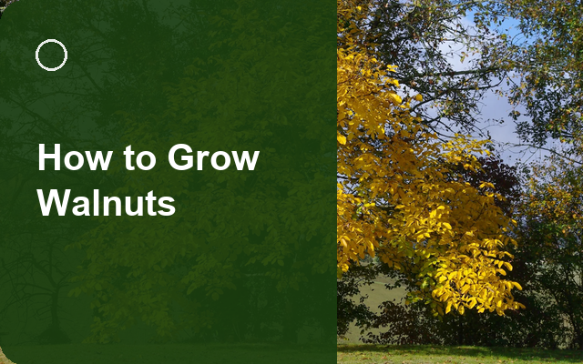 How to Grow Walnuts | Care, Pests & Disease Control guide thumbnail
