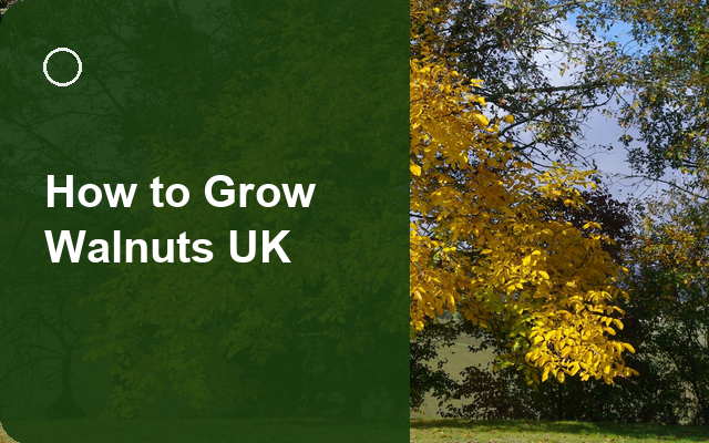 How to Grow Walnuts UK | Regional Planting Calendar guide thumbnail