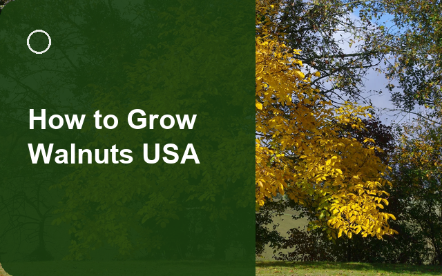 How to Grow Walnuts USA | Care, Pests & Disease Control guide thumbnail