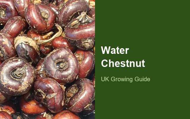 How to Grow Water Chestnuts Canada | Planting & Establishment guide thumbnail