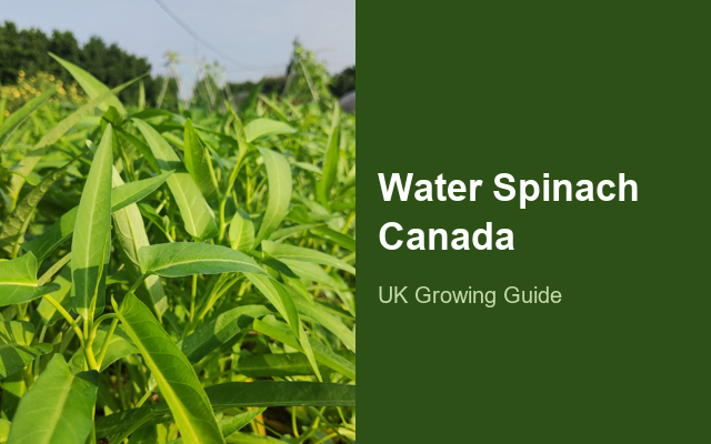 How to Grow Water Spinach Canada | Planting & Establishment guide thumbnail