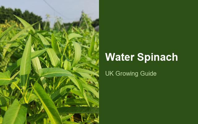 How to Grow Water Spinach | Planting & Establishment guide thumbnail