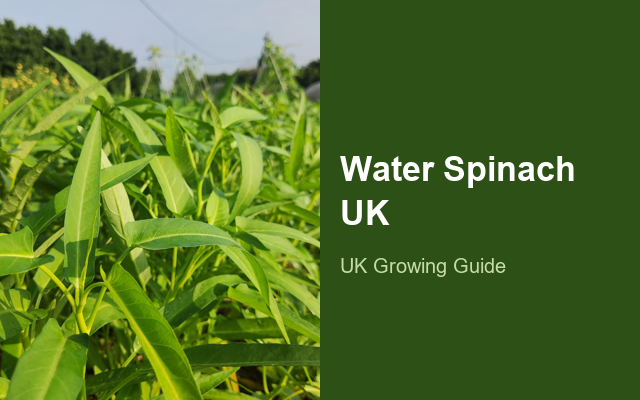 How to Grow Water Spinach UK | Regional Planting Calendar guide thumbnail