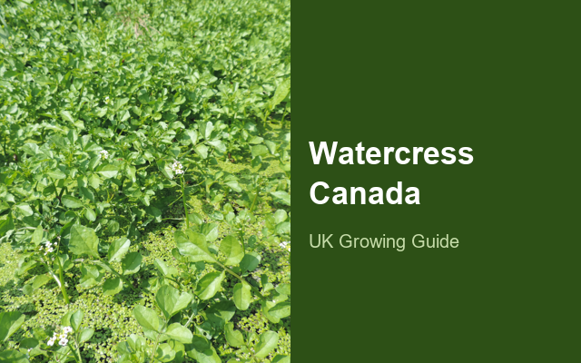 How to Grow Watercress Canada | Care, Pests & Disease Control guide thumbnail