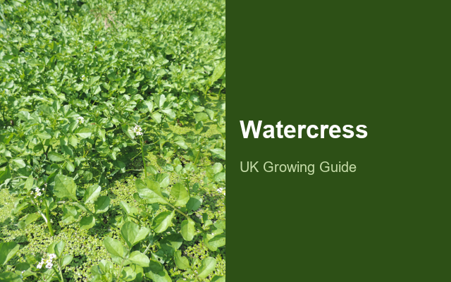 How to Grow Watercress | Care, Pests & Disease Control guide thumbnail