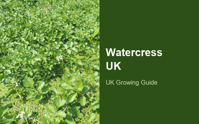 How to Grow Watercress UK | Regional Planting Calendar guide thumbnail