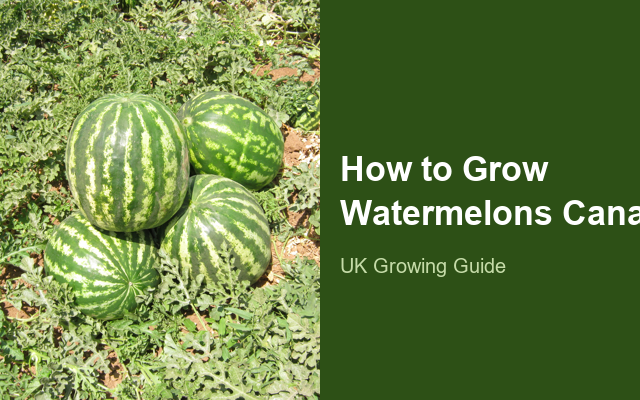 How to Grow Watermelons Canada | Care, Pests & Disease Control guide thumbnail