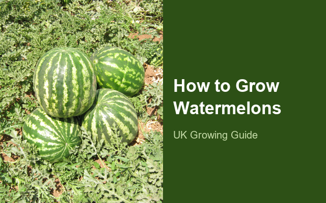 How to Grow Watermelons | Care, Pests & Disease Control guide thumbnail