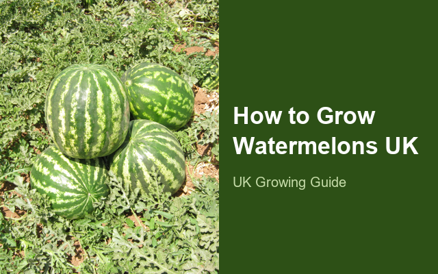 How to Grow Watermelons UK | Regional Planting Calendar guide thumbnail