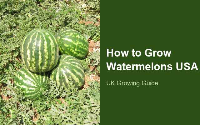 How to Grow Watermelons USA | Care, Pests & Disease Control guide thumbnail