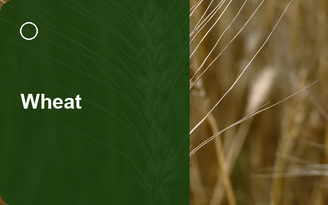 How to Grow Wheats UK | Regional Planting Calendar guide thumbnail