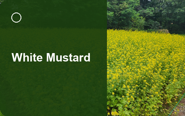 How to Grow White Mustards Canada | Complete Growing Guide guide thumbnail