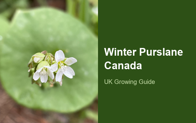 How to Grow Winter Purslane (Miner's Lettuce) Canada | Complete Growing Guide guide thumbnail
