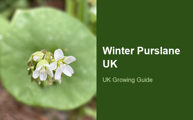 How to Grow Winter Purslane (Miner's Lettuce) UK | Regional Planting Calendar guide thumbnail