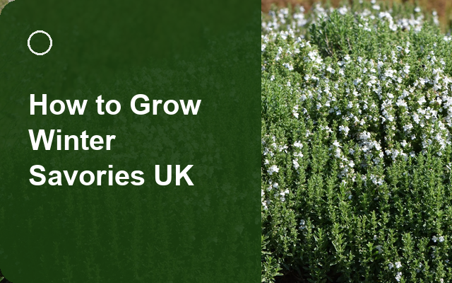 How to Grow Winter Savories UK | Regional Planting Calendar guide thumbnail
