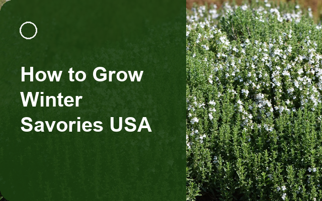 How to Grow Winter Savories USA | Planting & Establishment guide thumbnail