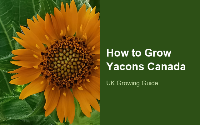 How to Grow Yacons Canada | Care, Pests & Disease Control guide thumbnail