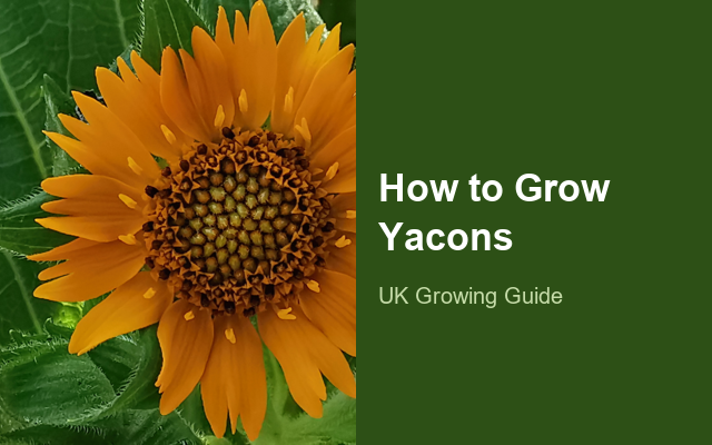How to Grow Yacons | Care, Pests & Disease Control guide thumbnail