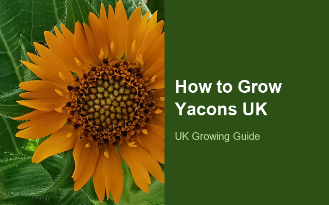 How to Grow Yacons UK | Regional Planting Calendar guide thumbnail