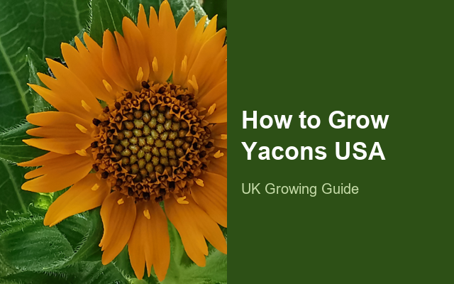 How to Grow Yacons USA | Care, Pests & Disease Control guide thumbnail