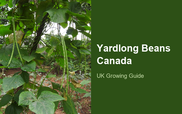 How to Grow Yardlong Beans Canada | Complete Growing Guide guide thumbnail