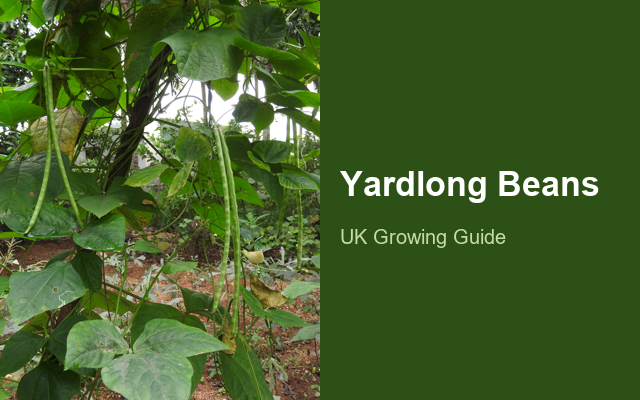 How to Grow Yardlong Beans | Complete Growing Guide guide thumbnail