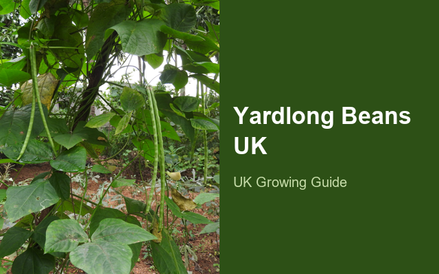 How to Grow Yardlong Beans UK | Regional Planting Calendar guide thumbnail