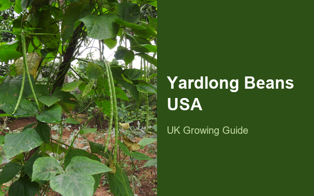 How to Grow Yardlong Beans USA | Complete Growing Guide guide thumbnail