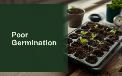 Poor Germination guide thumbnail