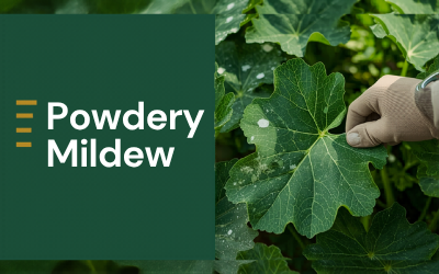 Powdery Mildew guide thumbnail