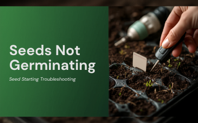 Seeds Not Germinating guide thumbnail
