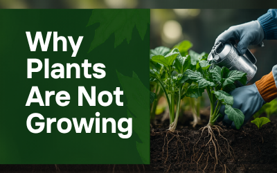 Why Plants Not Growing UK guide thumbnail